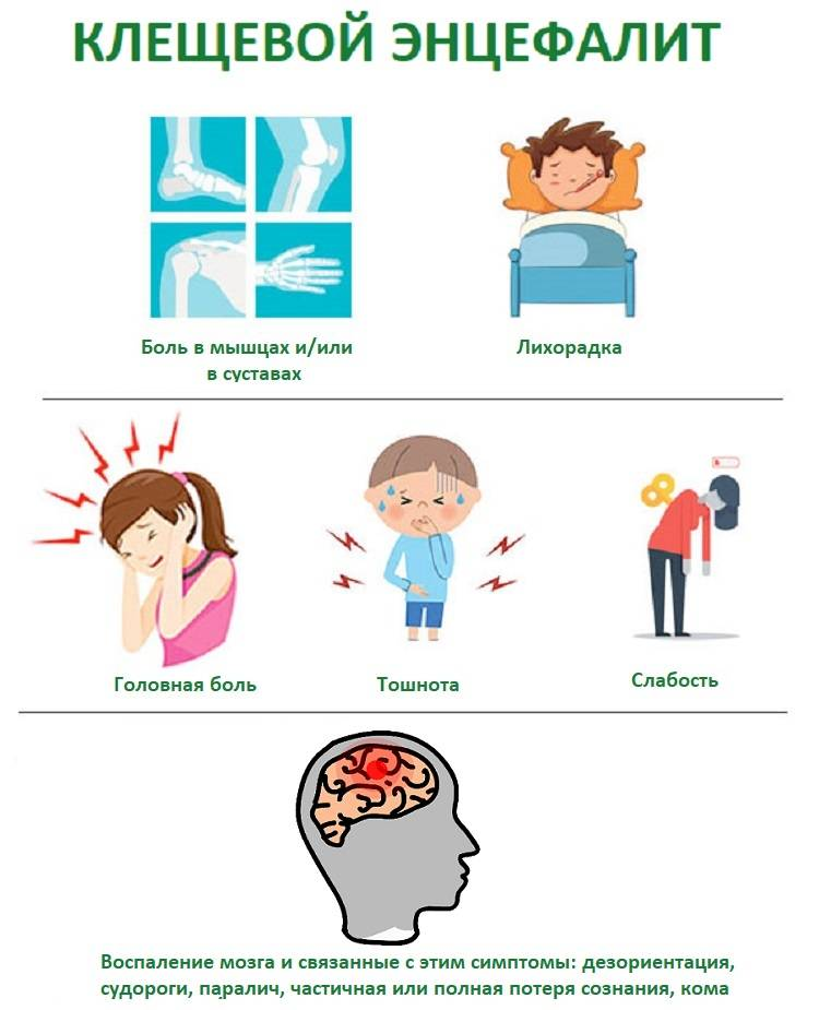 Последствия энцефалита клещевого у взрослых. Клиническая картина клещевого энцефалита у детей. Клинические проявления клещевого энцефалита. Симптомы при энцефалите у человека. Первые признаки клещевого энцефалита.