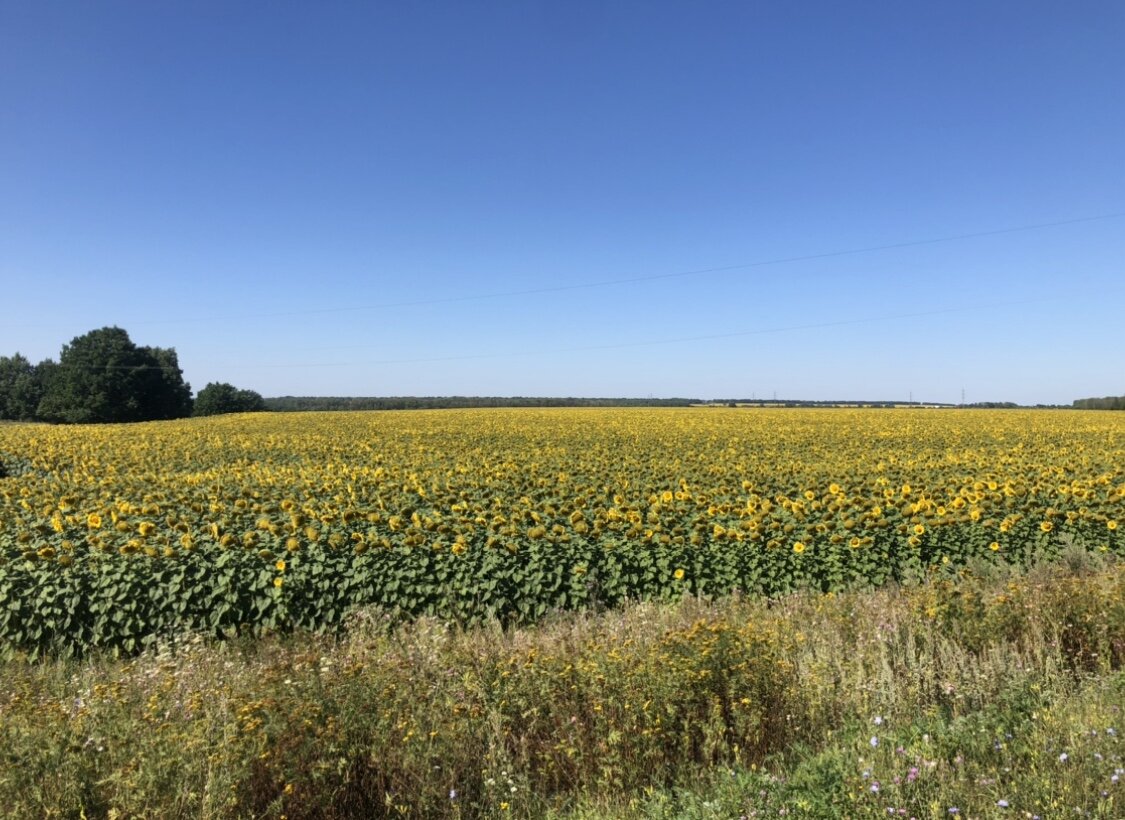 Поле 🌻 