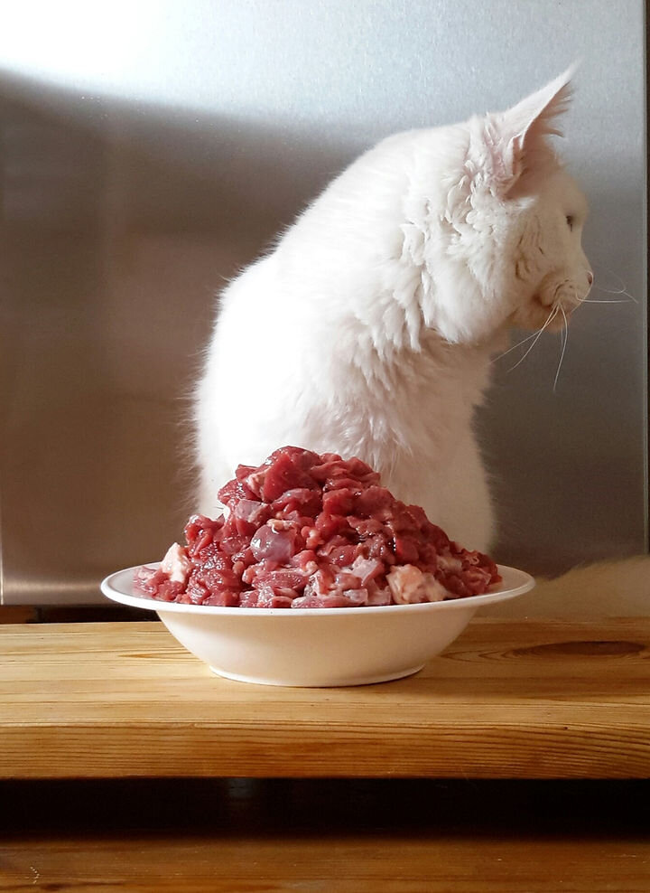 Кот отказывается от еды. Сырая кошка. Кошки на сыром питании. Кошкам можно сырое мясо