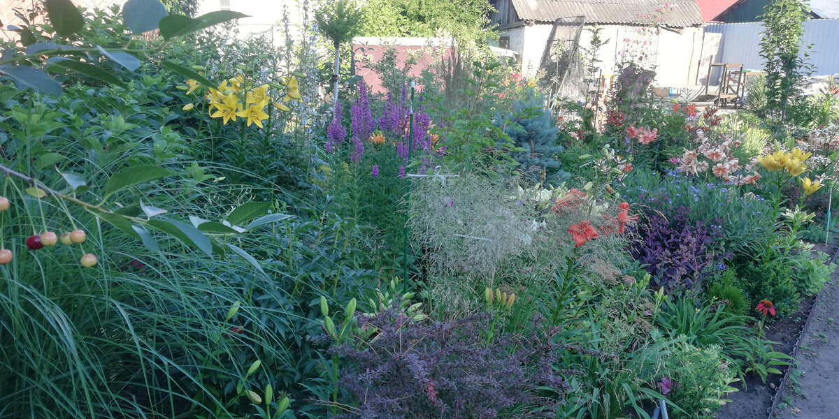 Цветение азиатских лилий в моем саду: слева желтая - тигровая "Йеллоу Брюс", справа на переднем плане лососевая - это тигровая "Салмон Флейвор", ещё правее персиково-бежевая - моя любимая тигровая "Тайгер Бейбис".