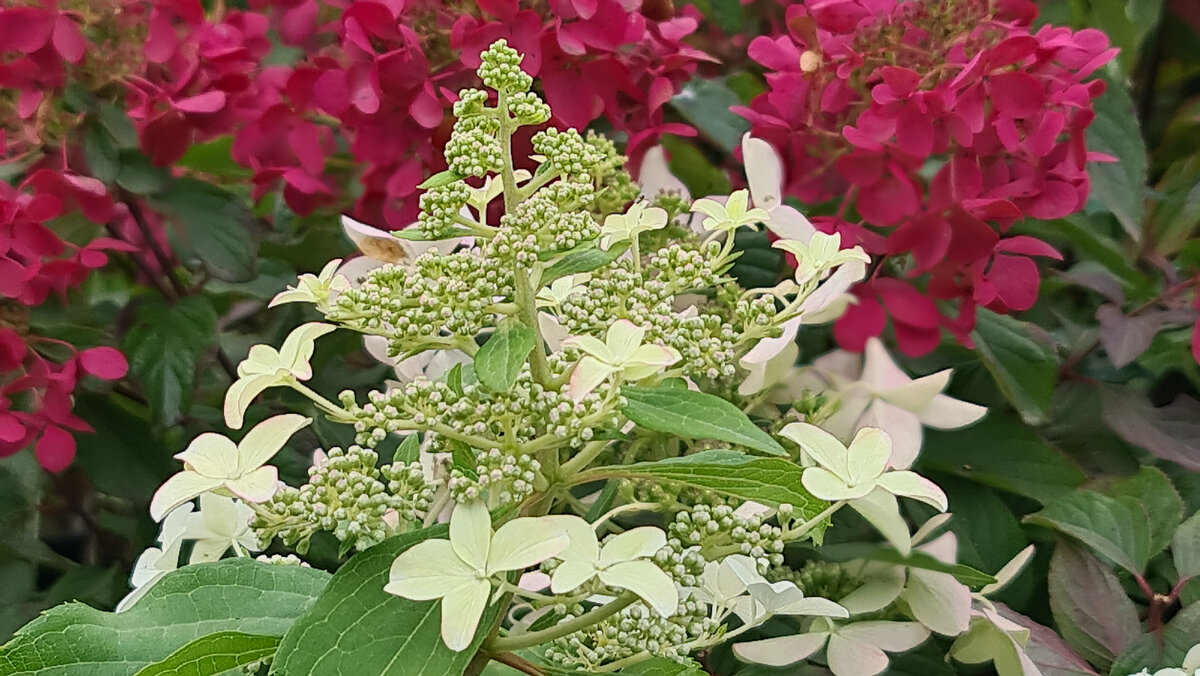 Мэджикал Стар Лайт 24 сентября. На заднем плане Диамант Руж.