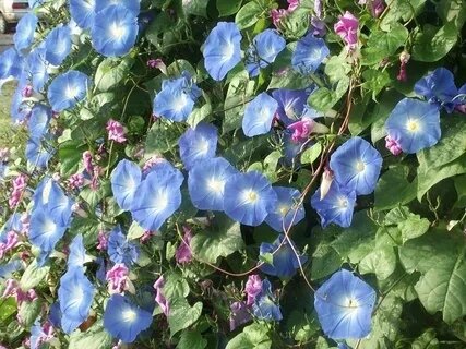 Ипомея трехцветко