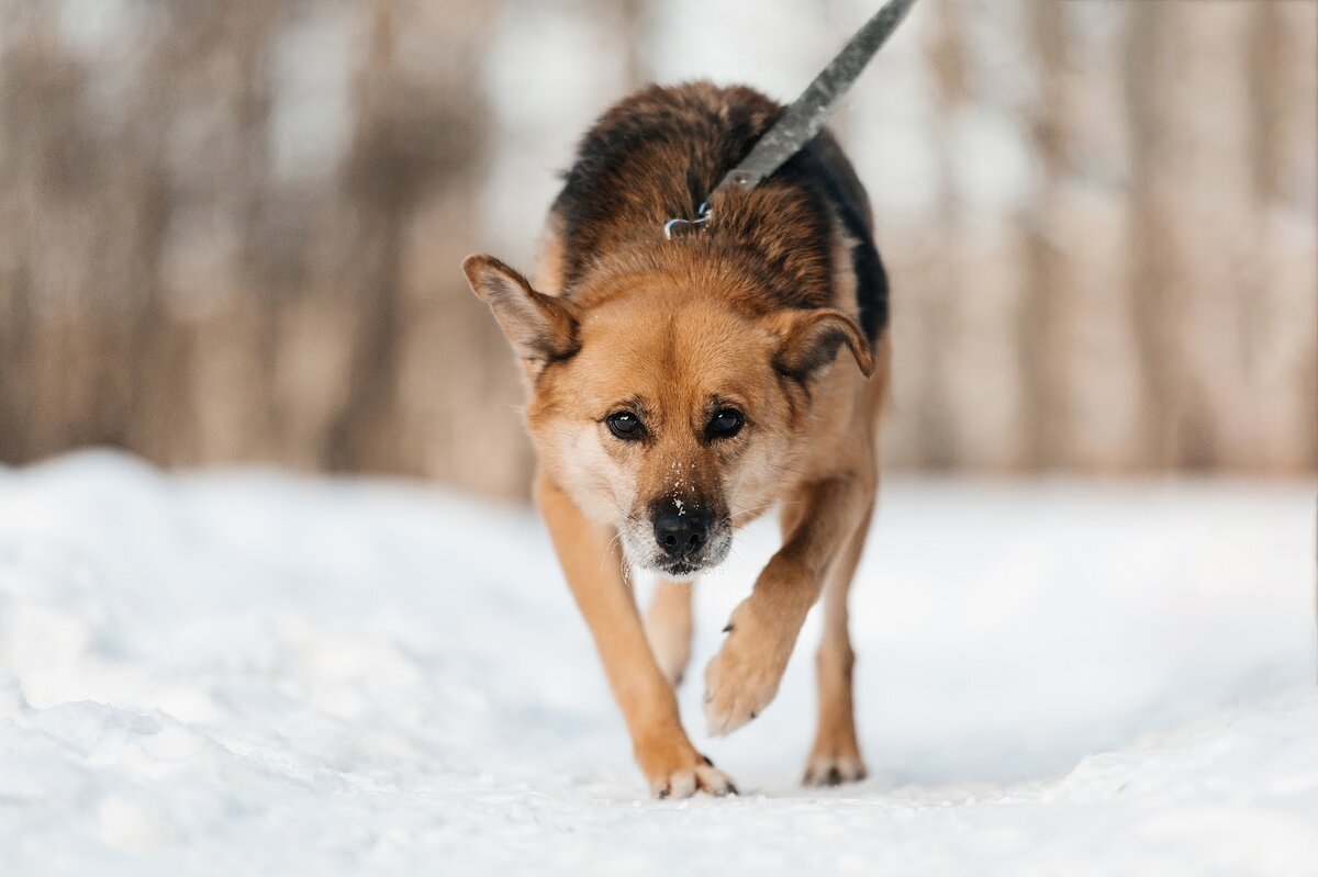Ники животных. Груминг картинки мокрый нос. Ника животное. Сибирский маламут. Собака ассоциации.
