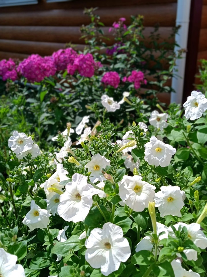 В прошлом году она у нас заполонила всё, что могла и выросла в основном белого цвета. 