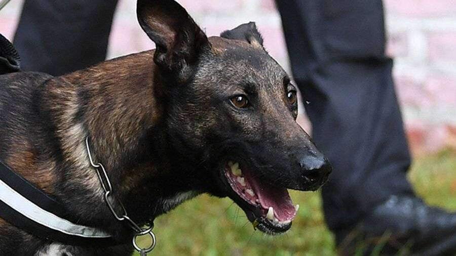 Фото: Global Look Press/Hendrik Schmidt/dpa