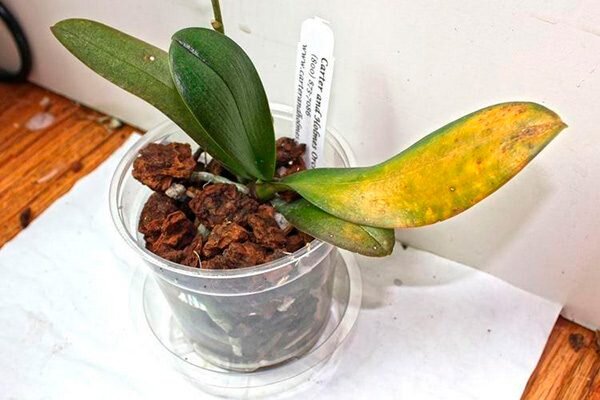 почему желтеют листья орхидеи в горшке