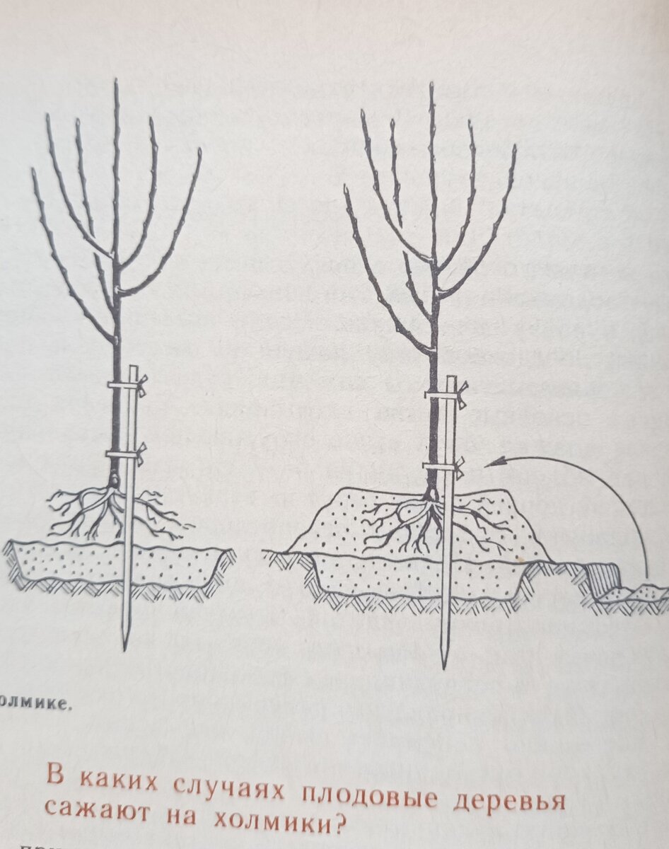Посадка груши весной саженцами в открытый грунт