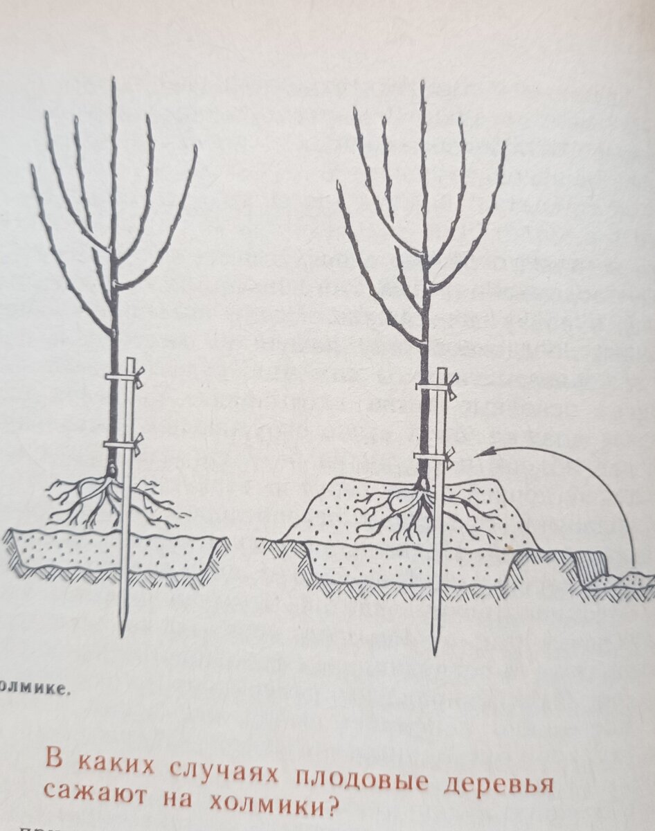 Как правильно выбрать саженец. Схема посадки саженца яблони. Посадка саженцев плодовых деревьев весной груши. Посадка саженцев плодовых деревьев осенью. Правильная посадка саженцев груши весной.