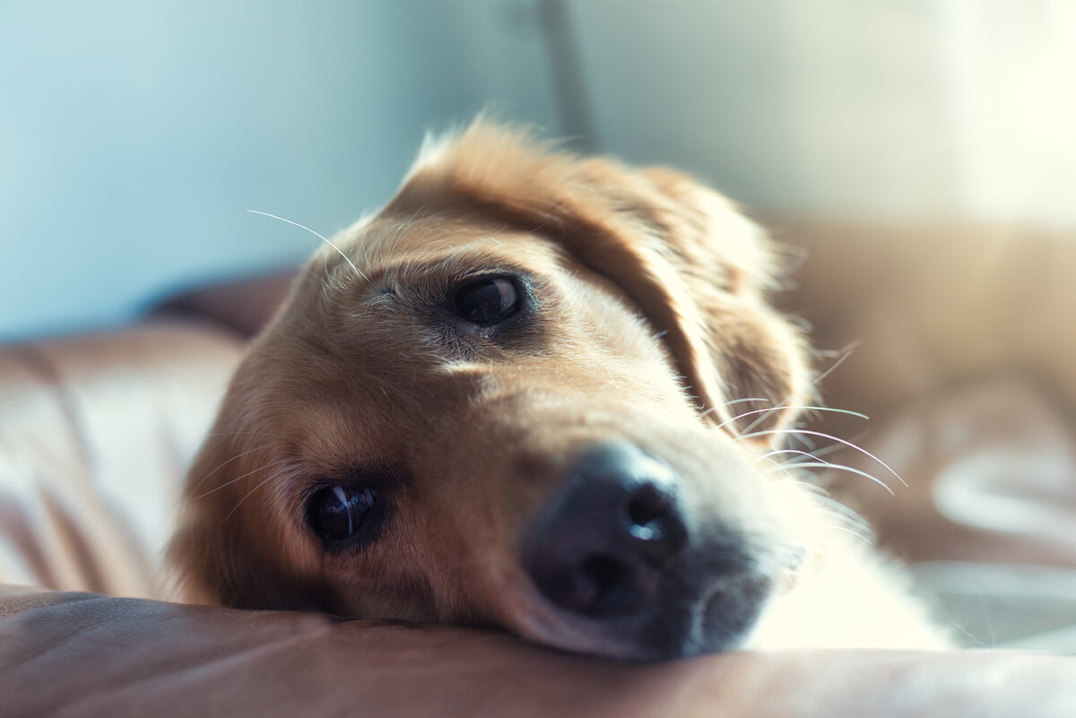 Чем кормить собаку при анемии - симптомы, лечение, диета Purina