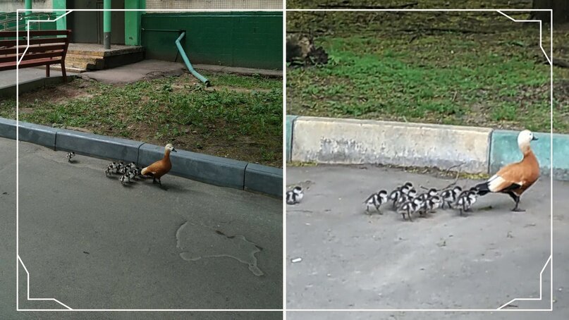 Фотографии сотрудницы школы, сделанные ею утром 25 мая. Ребята еще про эти снимки не знали, тк были на занятиях.