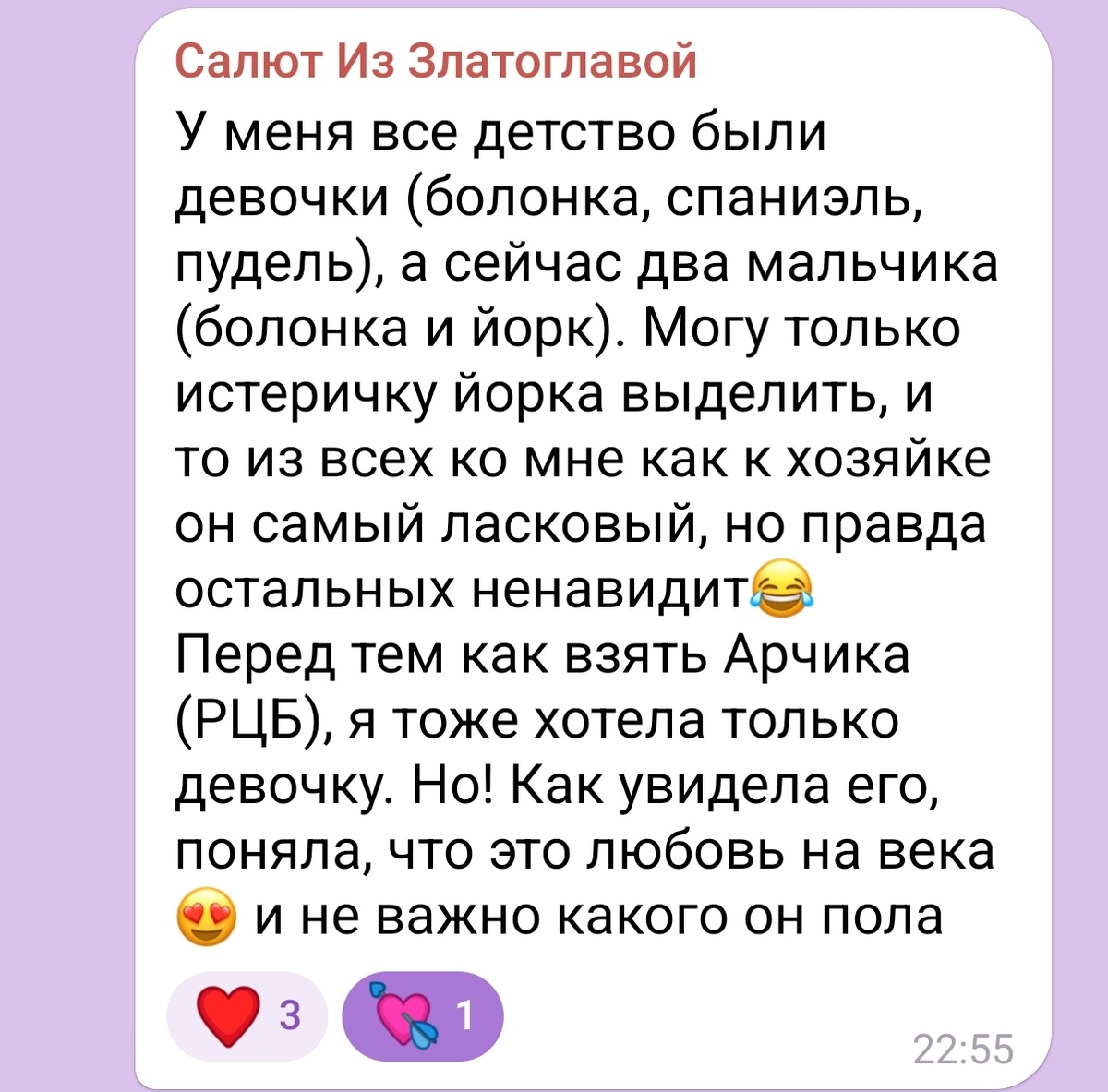 Зачем не выпускнику нужен наш чат? | Русская Цветная Болонка | Дзен