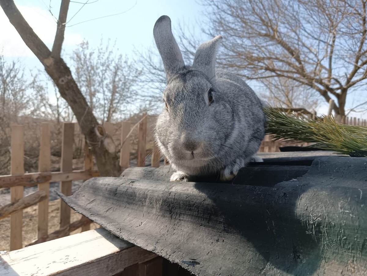 Джуди в гостях у Ночки, Плюшки и Ватрушки