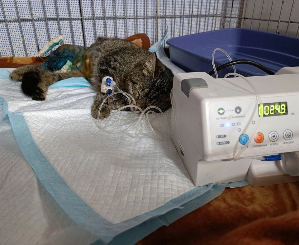     Кошка восстанавливается. Фото: котопёсокафе «Мурррчим».
