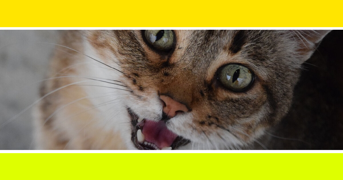 Правда о том, что на самом деле означает мяуканье кошки / Фото взято с сайта https://pixabay.com/