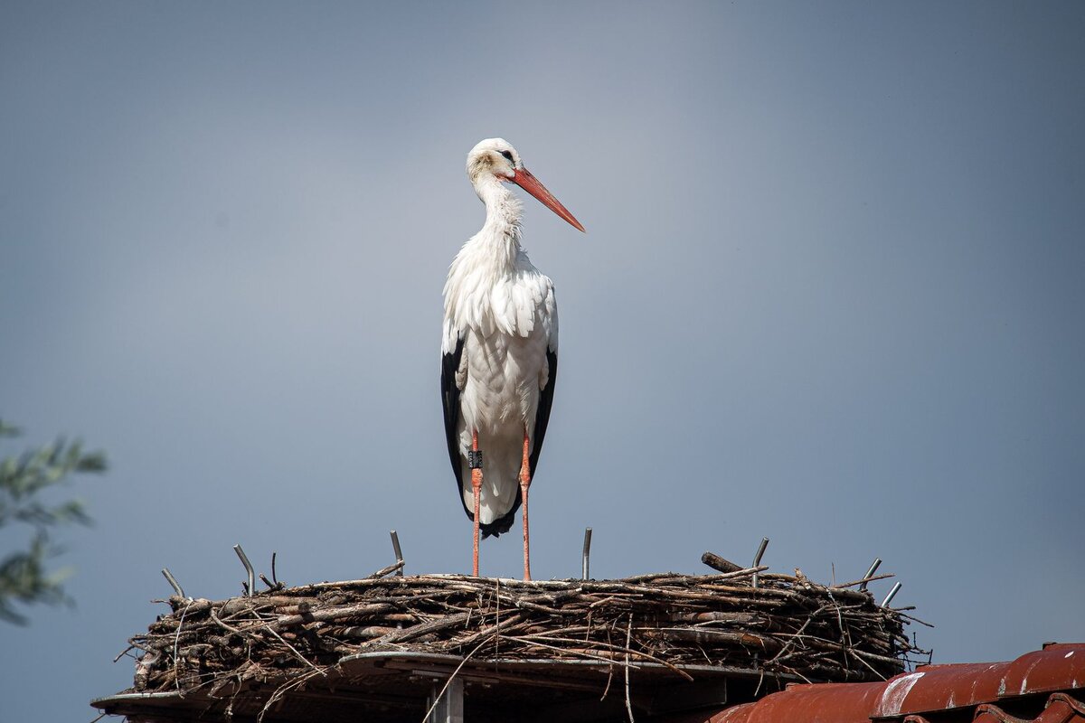    Аист © Sina Schuldt/Global Look Press