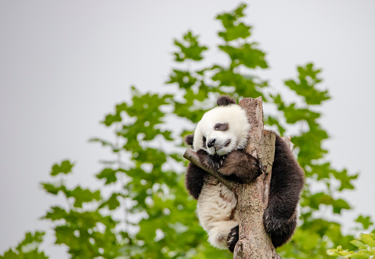     Не бросай меня: малышка панда не отпускала работника зоопарка. И стала звездой