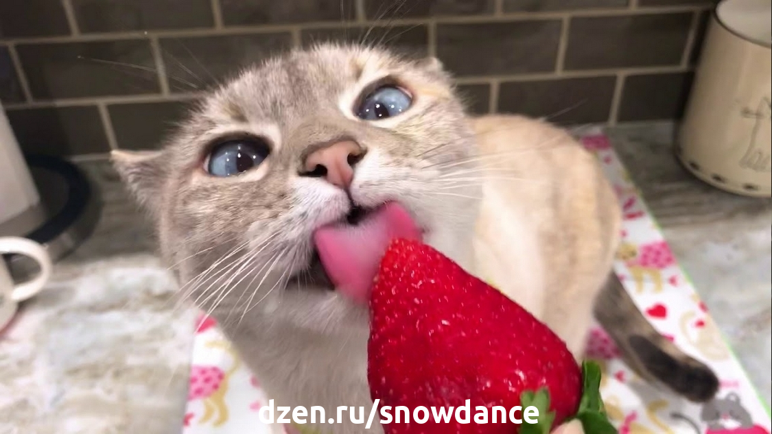 Кот ест клубнику картинки