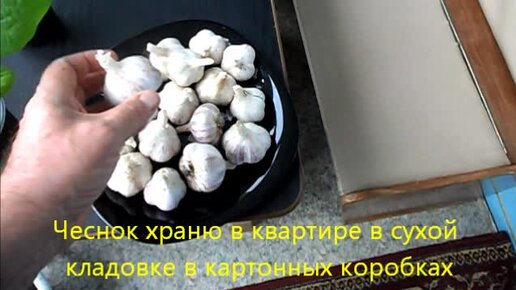 Хранение чеснока