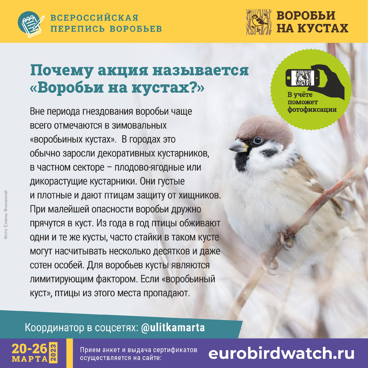 Перепись воробьев. День воробья. Международный день воробья. День птиц в 2023 году.