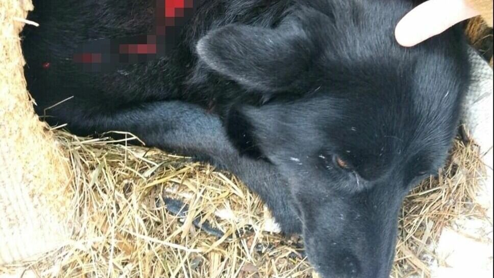     Жители Казарово сообщают, что местную собаку искалечил живодер. В том районе обитает много собак, но почти все они хозяйские, всем знакомы и не агрессивные. Однако минувшей ночью на одну з них напали.