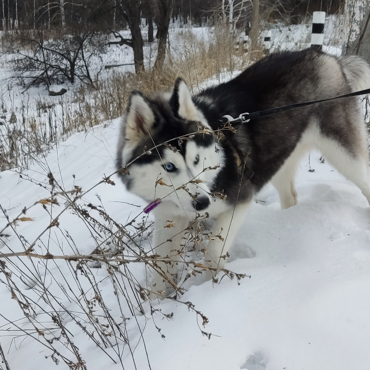 Хаски по имени Мани