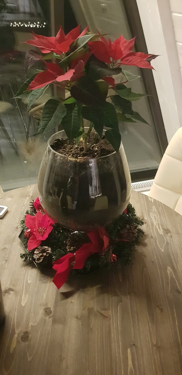 Когда деревья были большие, а пуансеттия маленькой... Декабрь 2021 года, подаренная мне цветущая красота