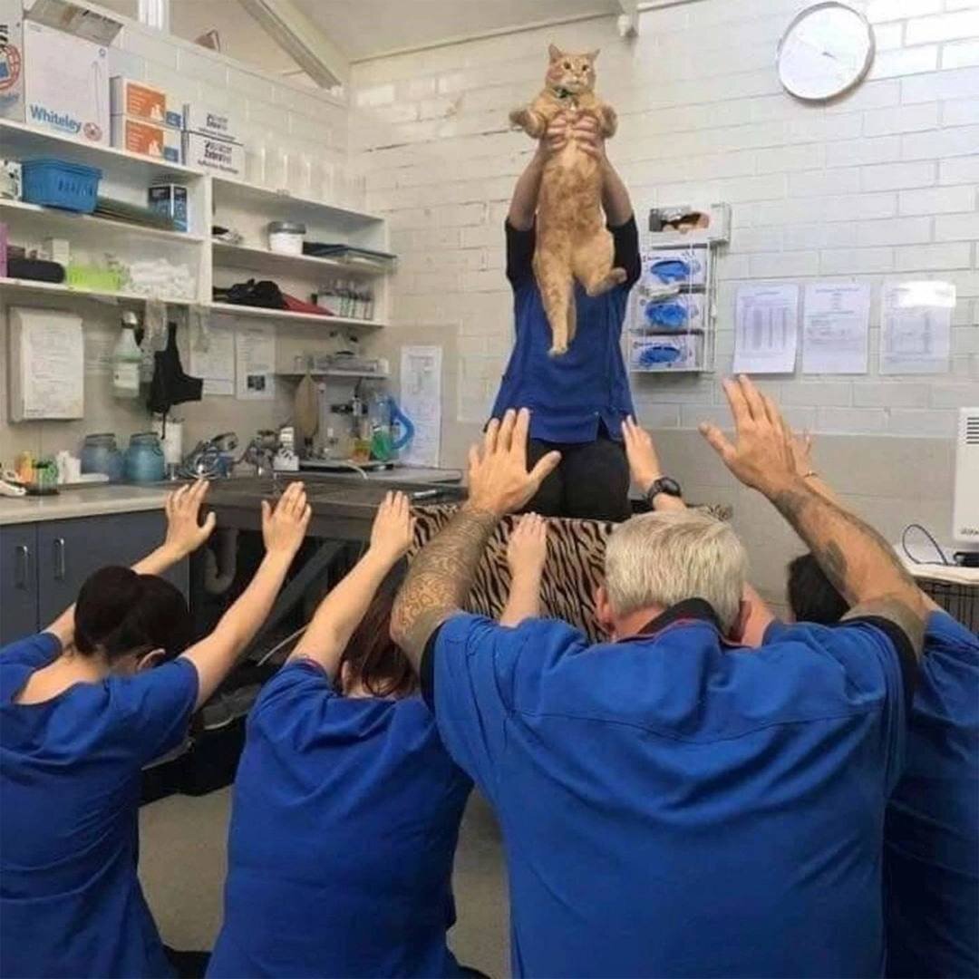 Зоопсихологи из Сассекса обнаружили, что котики искусно изменяют свое мурлыканье, чтобы хозяин поскорее дал еду.

Пушистые манипуляторы. 
