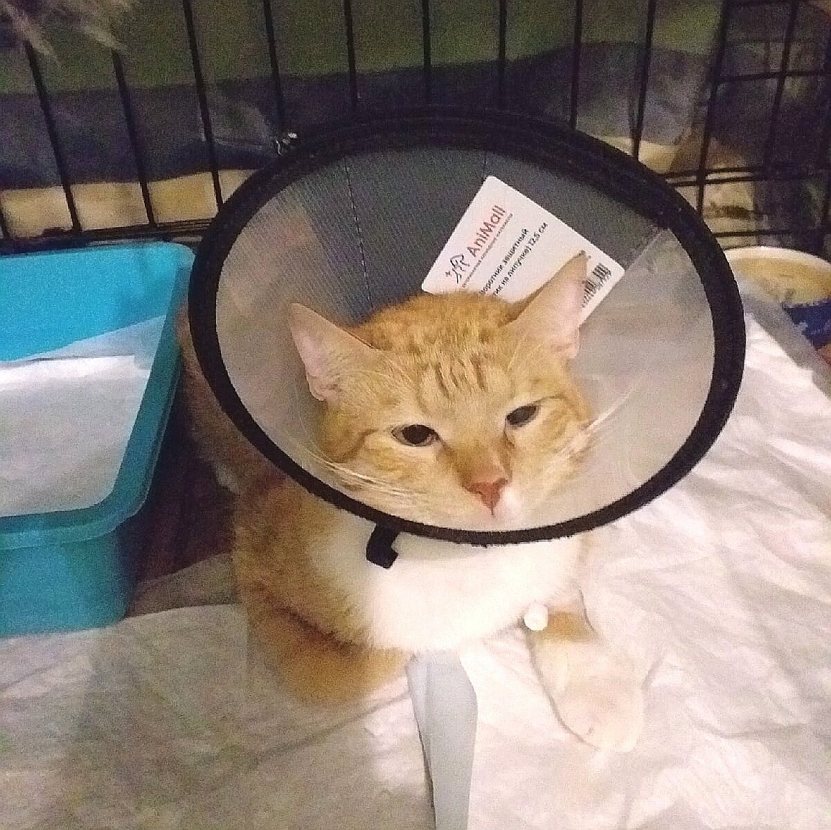 © ВСЕ ОТТЕНКИ КОШАЧЬЕГО. Кот Марк нуждается в помощи на серьёзное лечение 🐾
