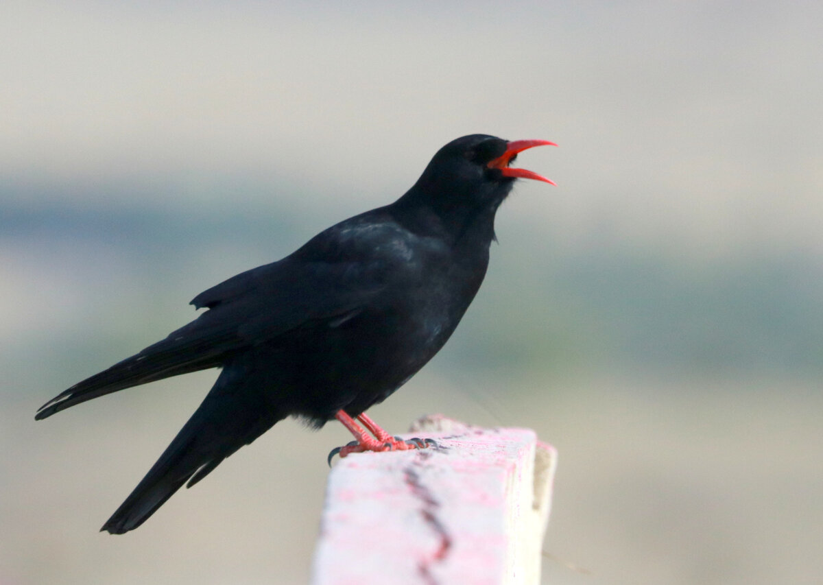 клушица встречается ближе к горным районам, в основном в Сибири; отличительная черта - алые лапы и клюв