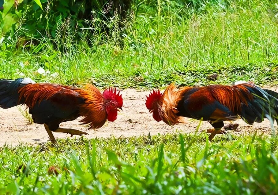 Молодые петушки. Картинка из доступных источников. 