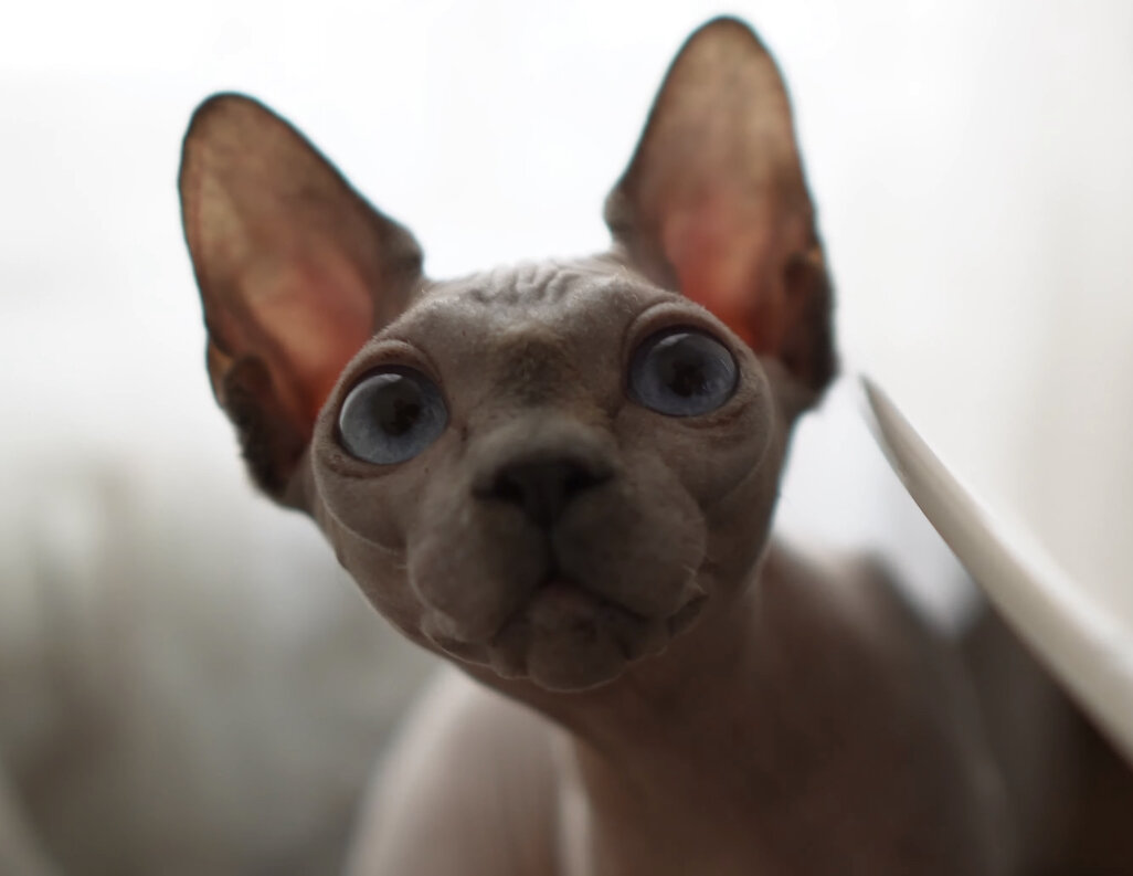 Изображение автора.