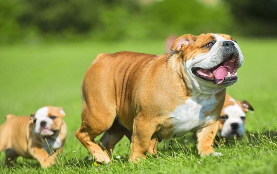      Английский бульдог