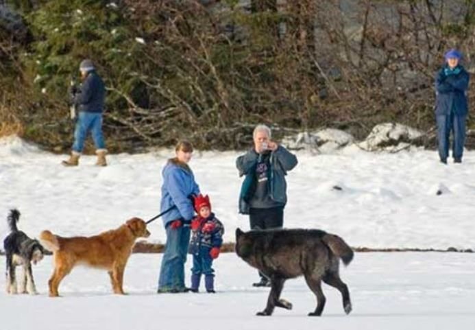      Какнадский чёрный волк Ромео