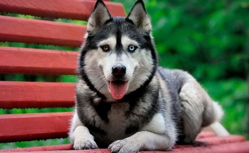      Чистокровный представитель Хаски