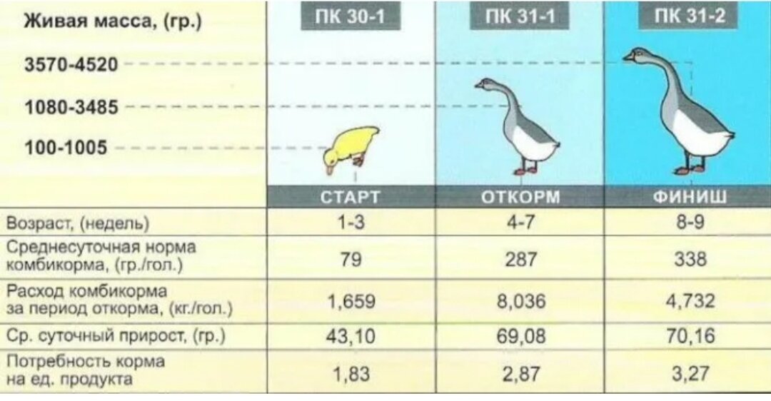 Гуси какой вес. Таблица корма уток мускусных. Нормы кормления уток таблица. Таблица кормления гусей комбикормом. Таблица комбикорма для гусей.