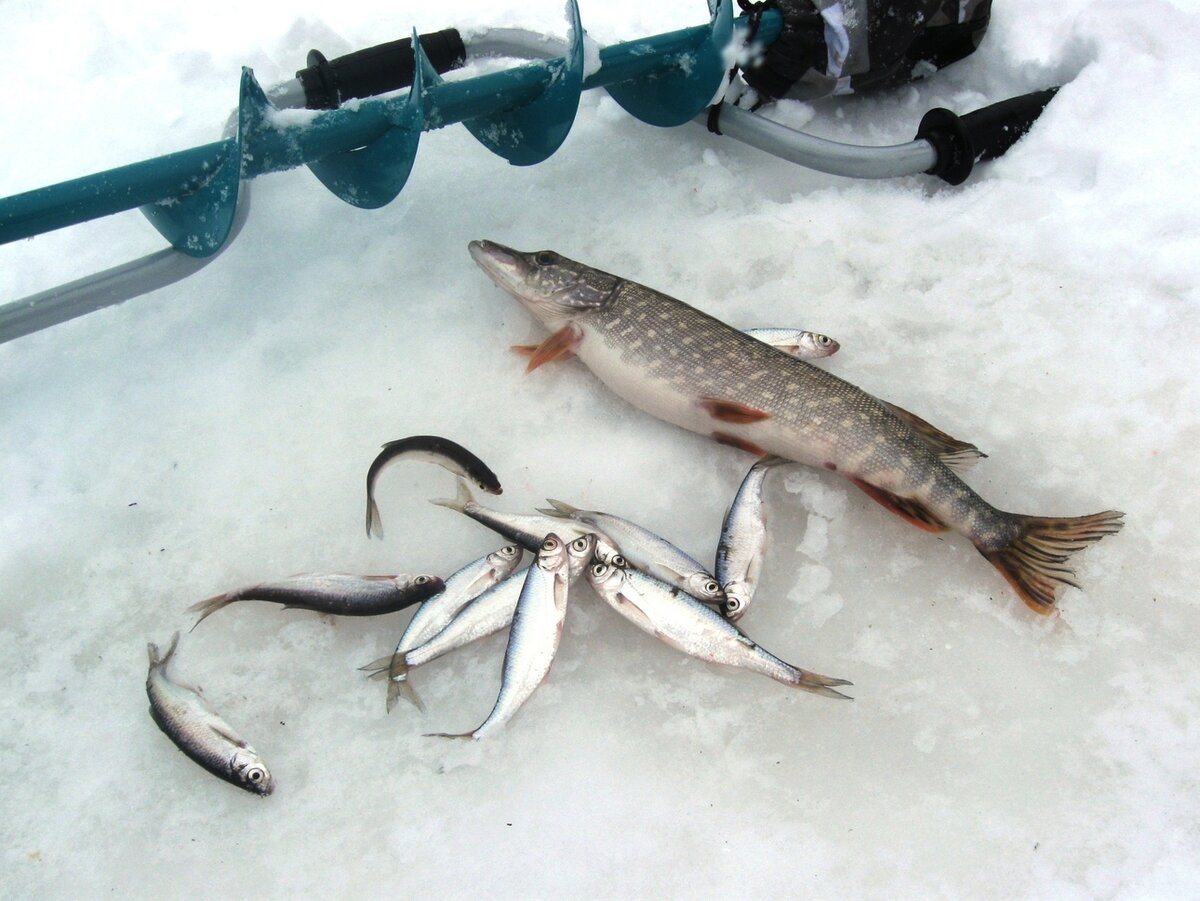     Уклейки живцы. Фото: Токарева Александра.