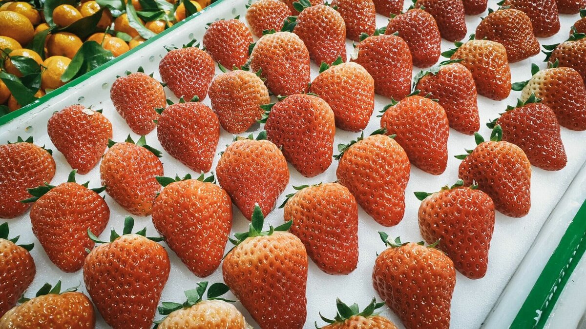     На рынках Ростова в 2023 году клубника появилась раньше обычного — в середине марта. Такая ягода, вероятно, выращена за границей в тепличных условиях и не имеет свойственных ей вкуса и насыщенности полезными микроэлементами, объяснил корреспонденту RostovGazeta агроном Михаил Жарунов.