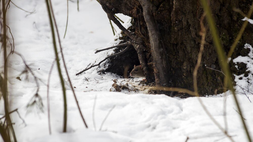 2. Дикая серая крыса © NickFW.ru — 27.03.2022г.