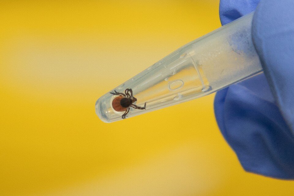     Первый случай присасывания клеща зафиксирован в Томске. Николай ОБЕРЕМЧЕНКО