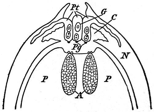 На снимке показана схема этого процесса у Zamia из саговниковых. Пыльцевая трубка (Pt, на схеме их три) ведет себя очень агрессивно: внедряется в ткань нуцеллуса и даже в отдельные клетки этой ткани, использует их питательные вещества для собственного роста. В результате этой ее деятельности на месте разрушенной части нуцеллуса образуется коррозионная пыльцевая камера (С). Она заполняется опылительной каплей, в которую с противоположной от пыльцевой трубки стороны из пыльцевого зерна выходят мужские гаметы. 