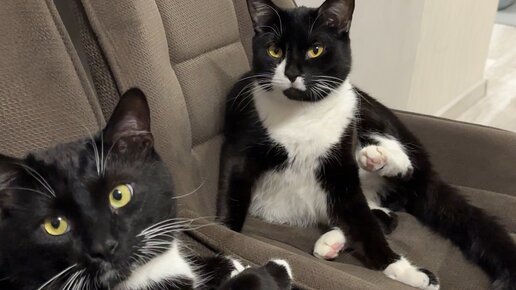 Кот Барик | одно из явных отличий кота с мозжечковой атаксией ...