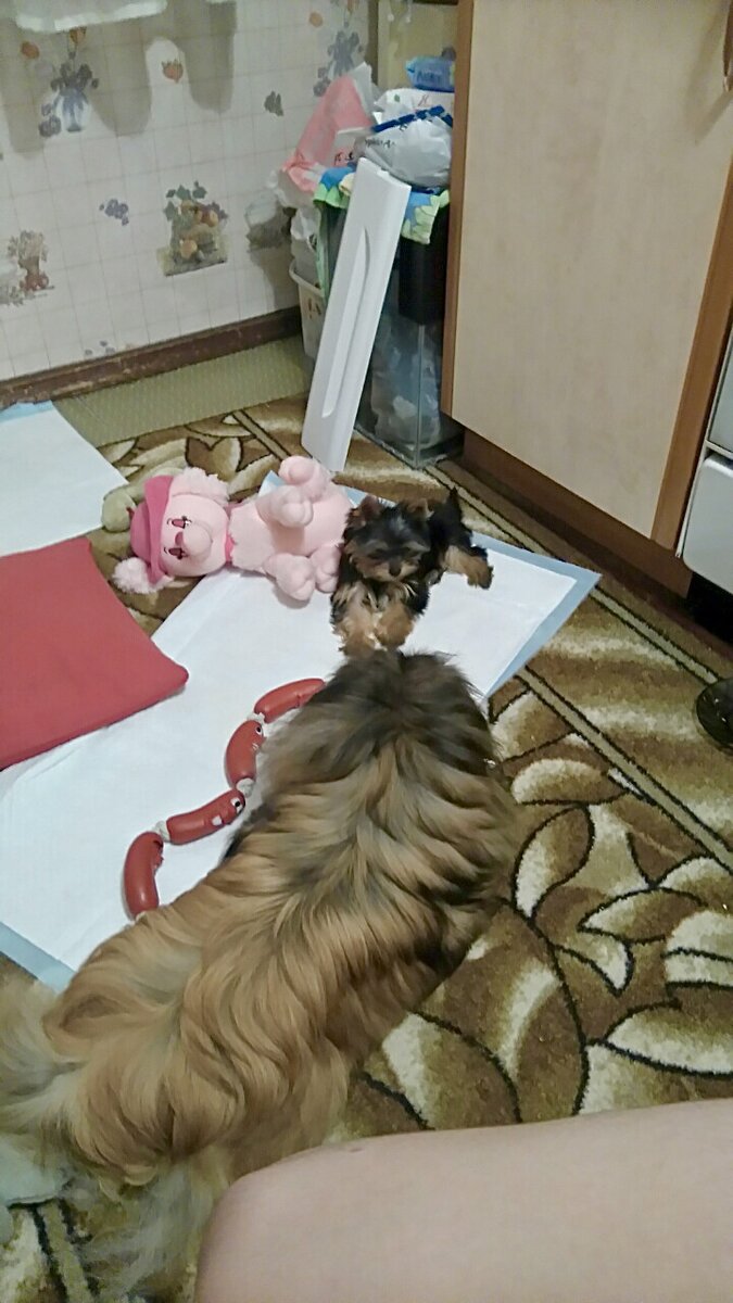 Знакомство с Фифой , пекинесочка моих родных. 