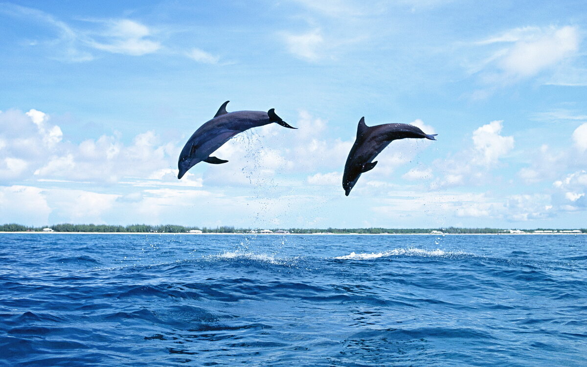 Дельфины - это удивительные морские животные, которые обладают очень высокой интеллектуальной способностью и социальной организацией.-2
