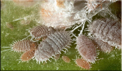 колония мучнистого червеца. фото из открытых источников.