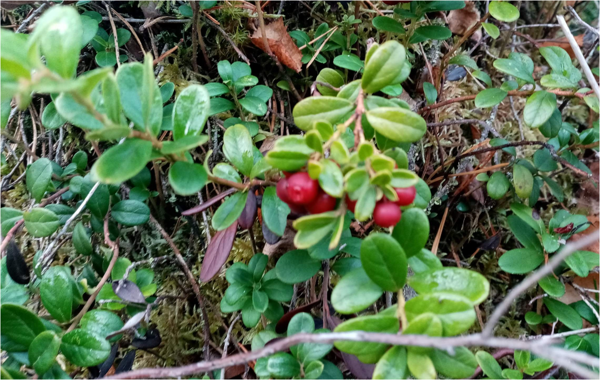 Брусника, фото автора