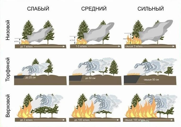 Пожары подразделяющиеся на низовые и верховые. Классификация лесных пожаров. Классификация пожаров верховые низовые. Виды распространения лесных пожаров. Лесные пожары схема.