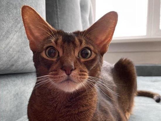     Фото предоставлено Сиб.фм участником конкурса «Главный котик Новосибирска 2023»