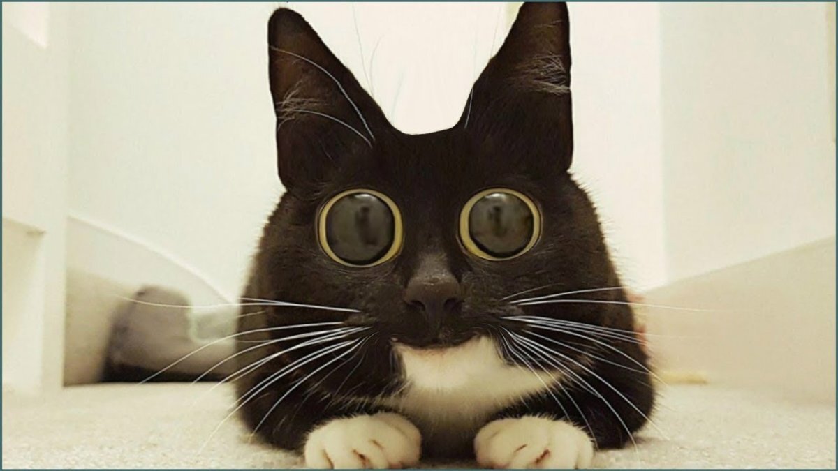 Кот-гипнотизер