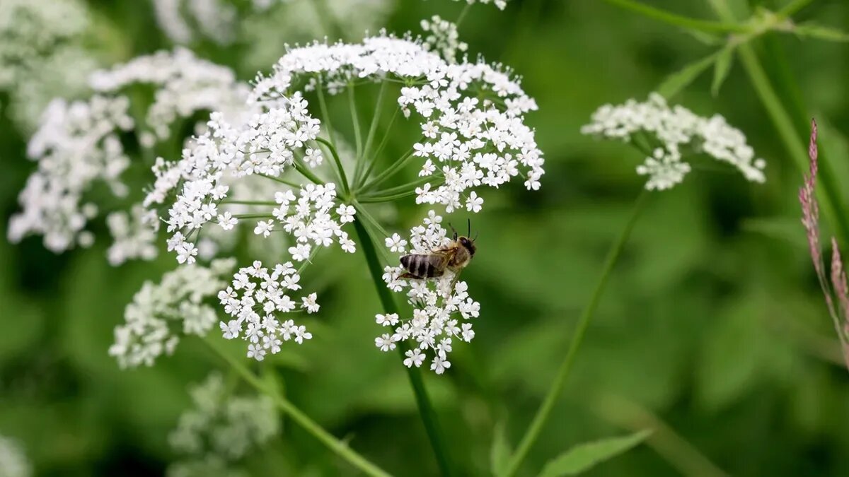 Растения обладает большим количеством полезных свойств. Фото: pxhere.com