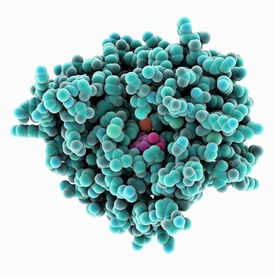 Активность ферментов зависит  от условий в клетке или организме:
* давления
* температуры 
* кислотности среды
* концентрации растворенных солей 